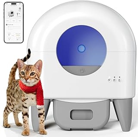 A cat standing next to a litter box.