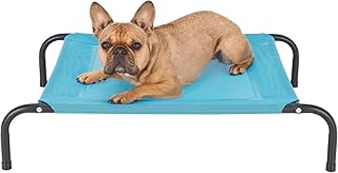 A small dog is laying on a blue elevated pet cot.