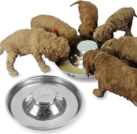 A group of puppies drinking from a stainless steel bowl.